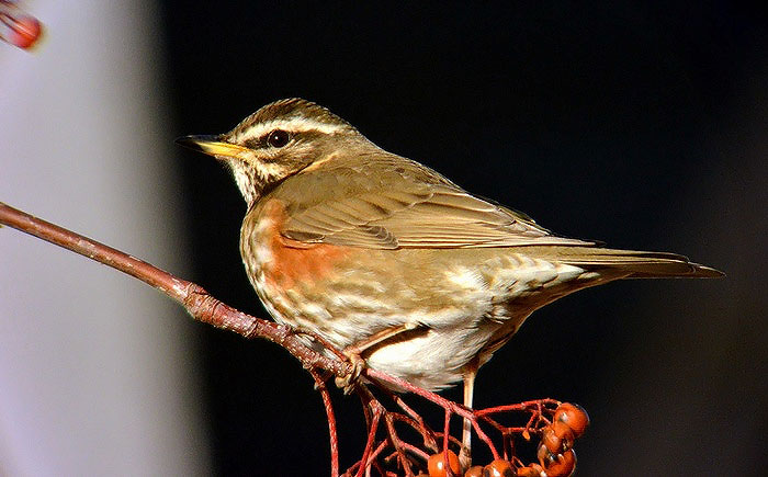 Redwing