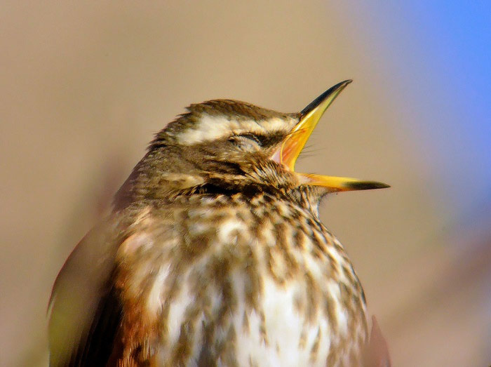 Redwing