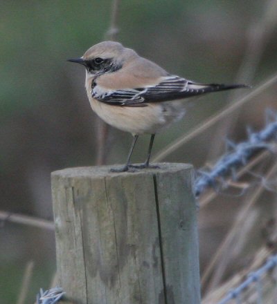 Desert Wheatear