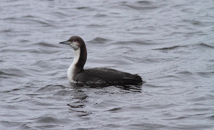 Pacific Diver