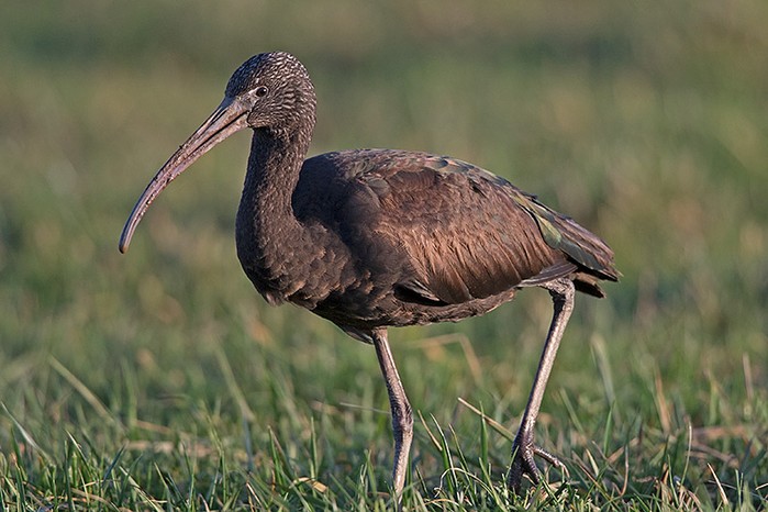 Glossy Ibis