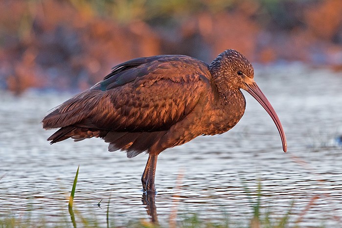 Glossy Ibis
