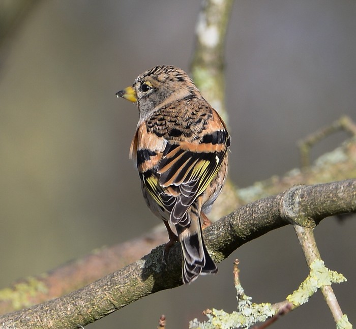 Brambling