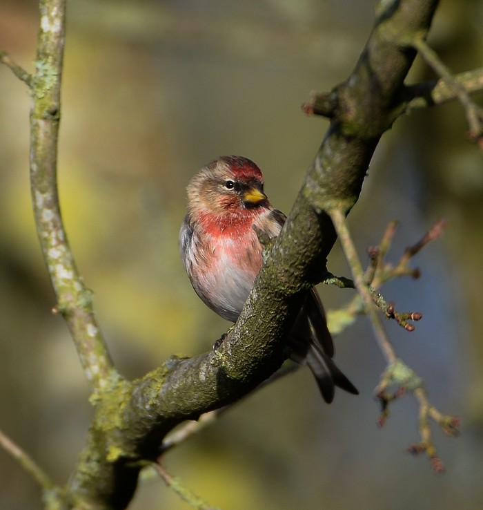 Lesser Redpoll