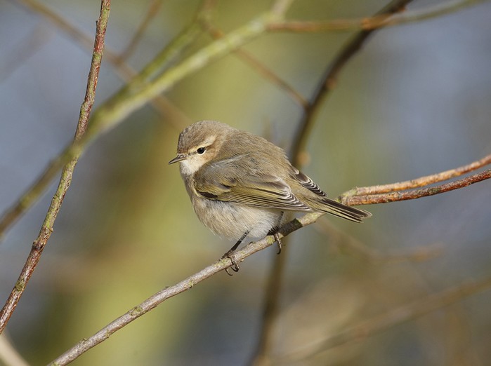 Siberian Chiffchaff