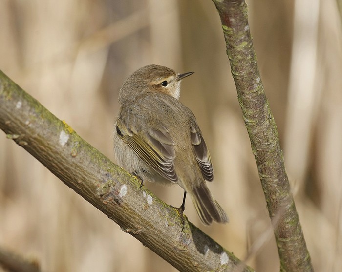 Siberian Chiffchaff