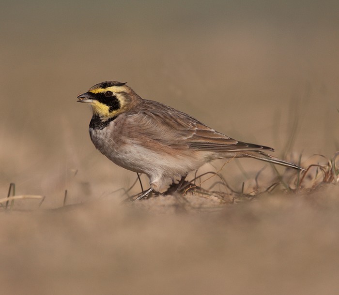Shorelark