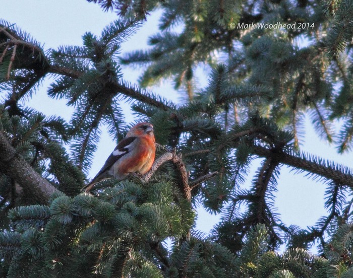 Two-barred Crossbill