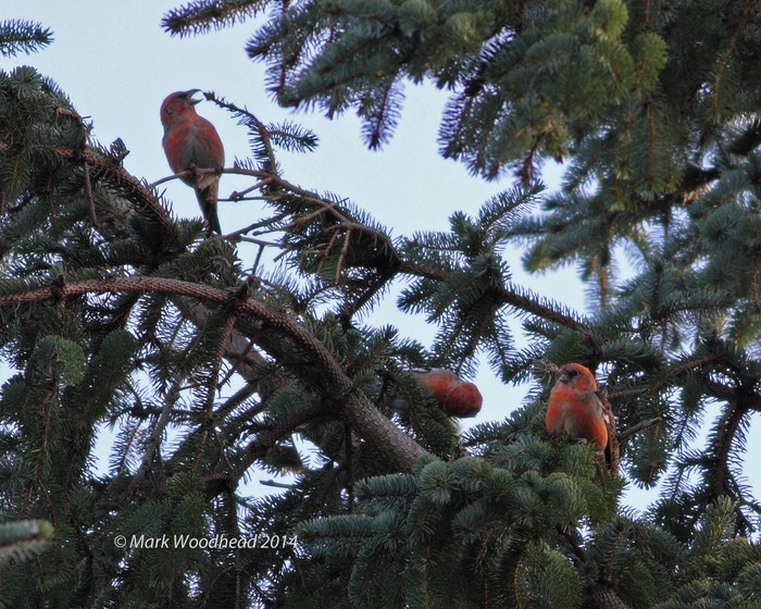 Two-barred Crossbill