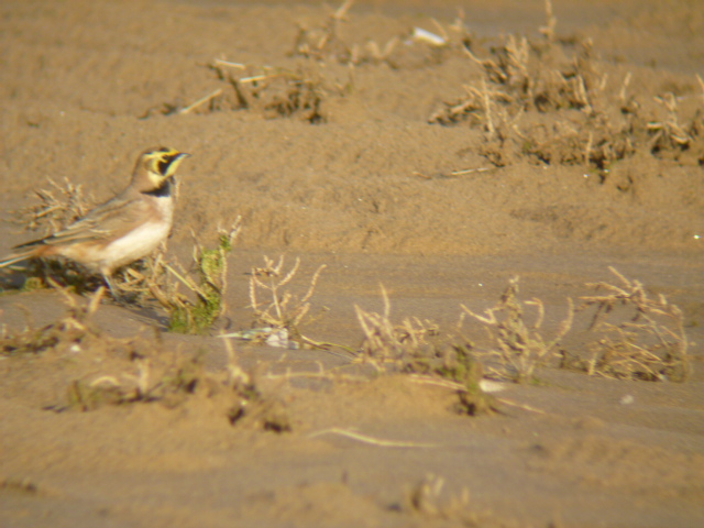 Shorelark