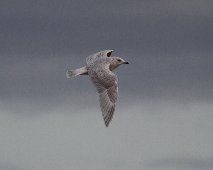 Kumlien's Gull