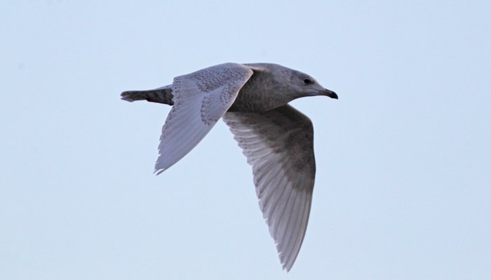 Iceland Gull
