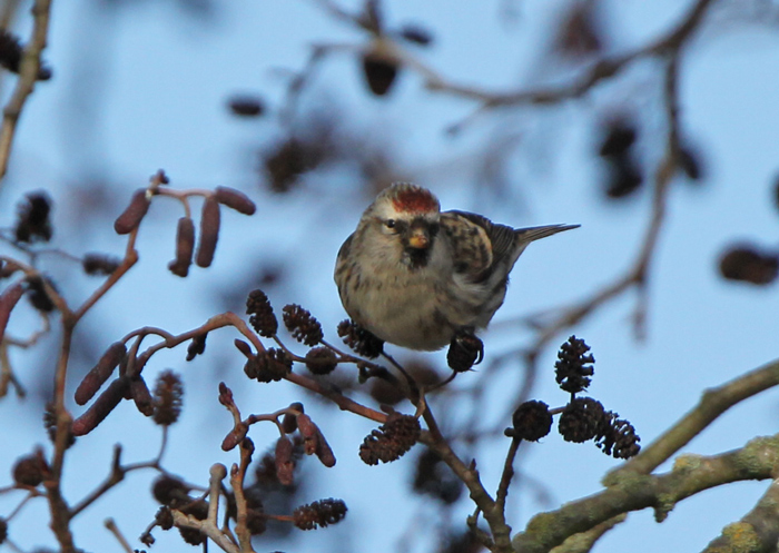 Mealy Redpoll
