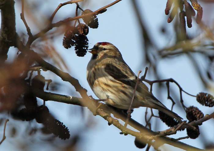 Mealy Redpoll