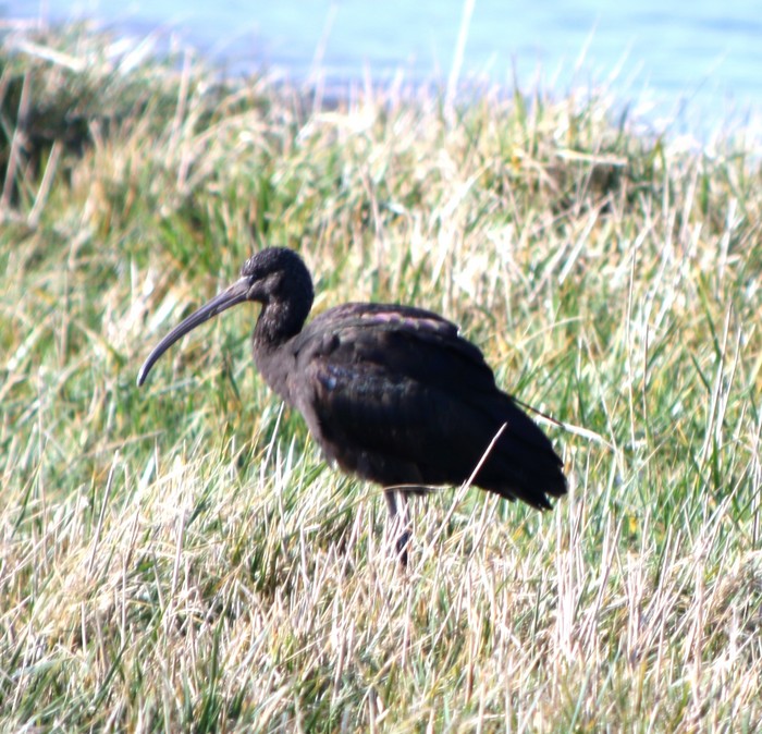 Glossy Ibis