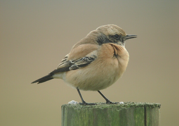 Desert Wheatear