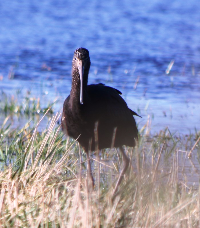 Glossy Ibis