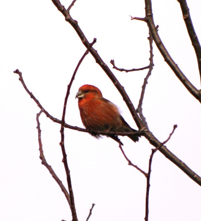 Parrot Crossbill