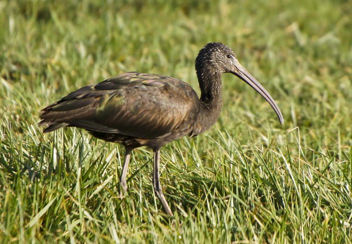 Glossy Ibis
