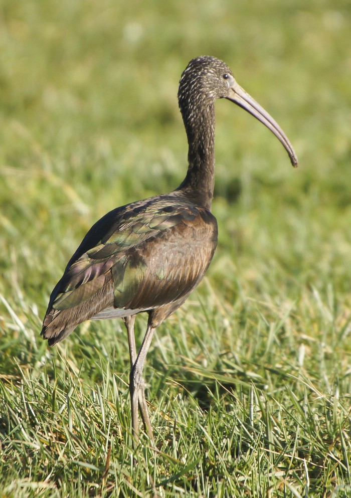 Glossy Ibis