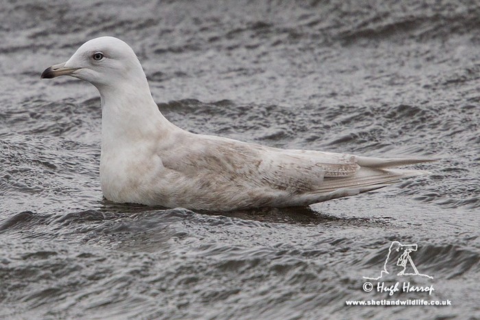Iceland Gull