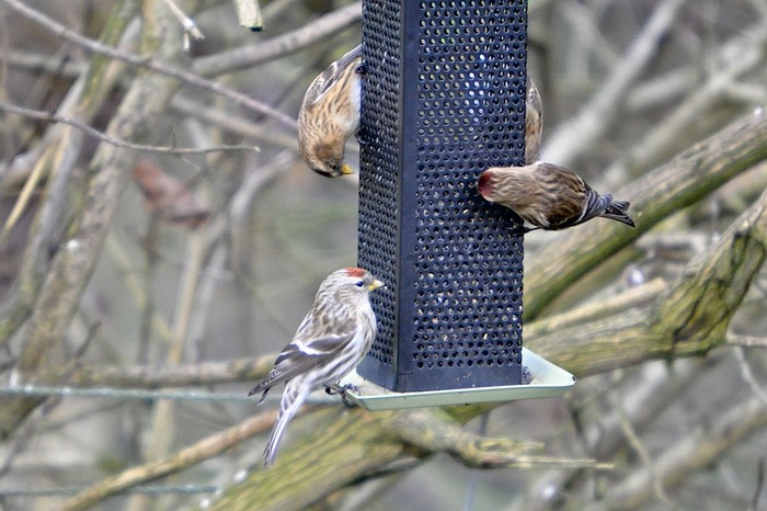 Mealy Redpoll