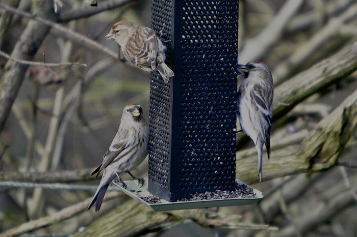 Mealy Redpoll