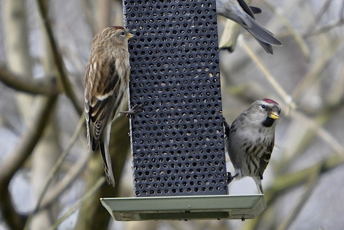 Mealy Redpoll