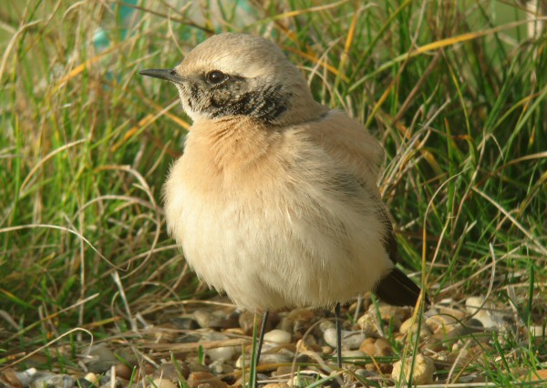 Desert Wheatear