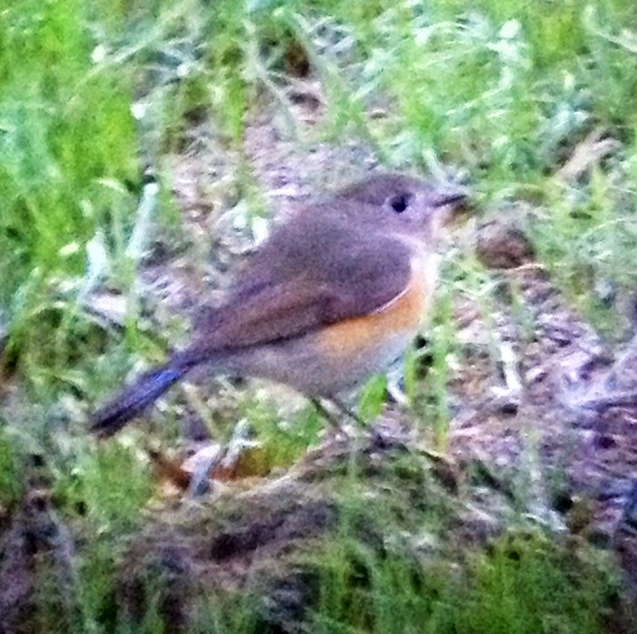 Red-flanked Bluetail