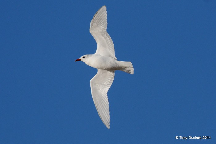 Mediterranean Gull
