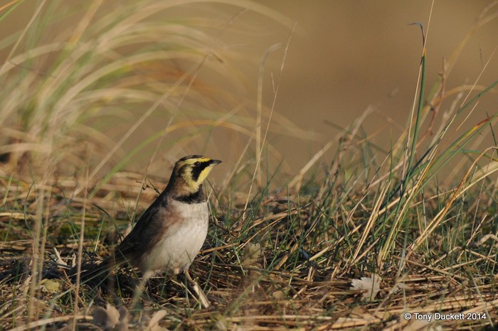 Shorelark