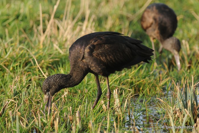 Glossy Ibis