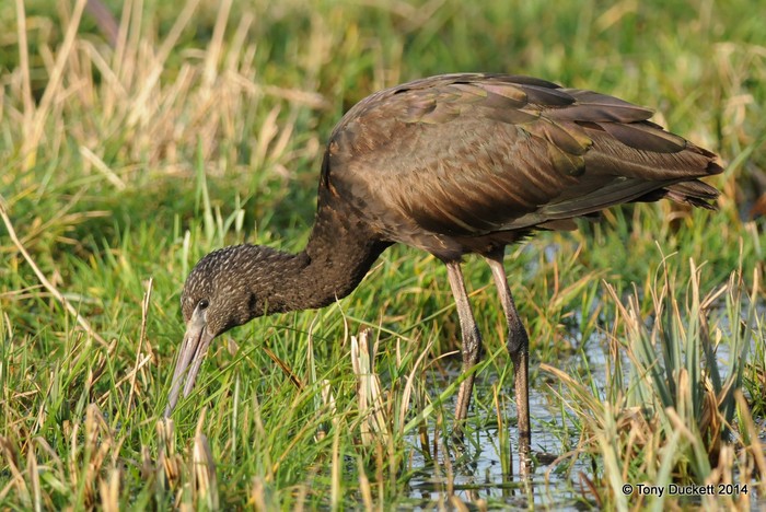 Glossy Ibis