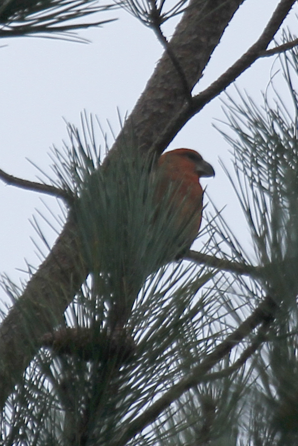 Parrot Crossbill