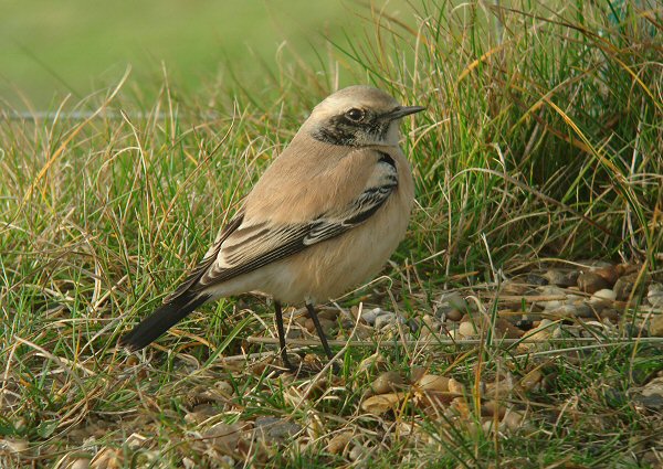 Desert Wheatear