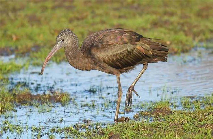 Glossy Ibis
