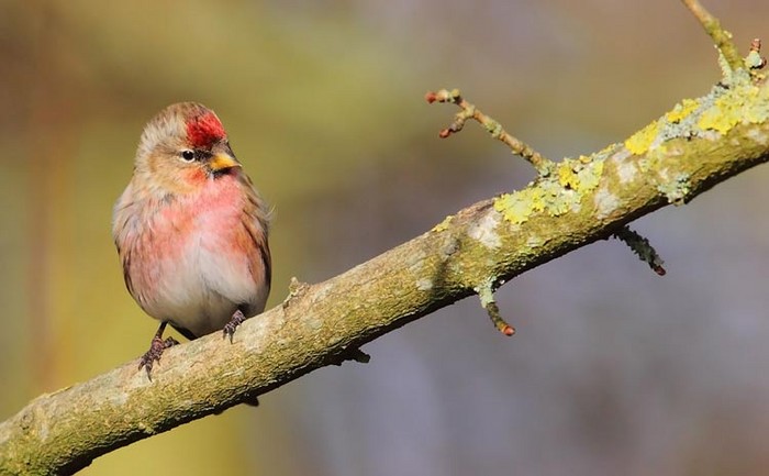 Common Redpoll