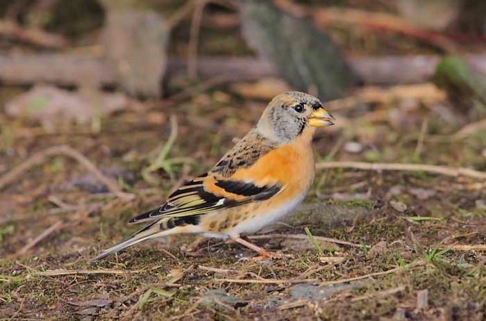 Brambling