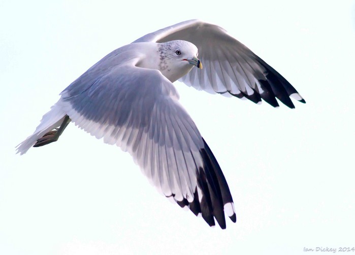 Ring-billed Gull