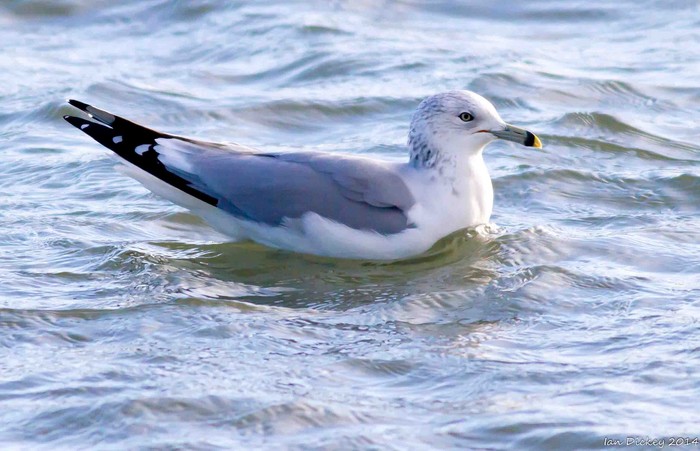 Ring-billed Gull
