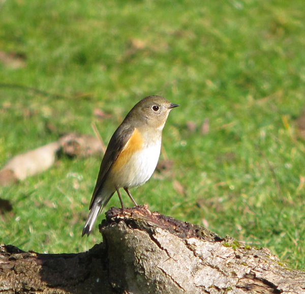 Red-flanked Bluetail