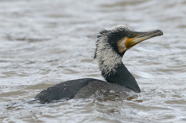 Continental Cormorant