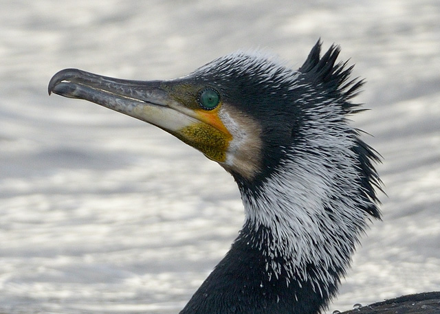 Continental Cormorant
