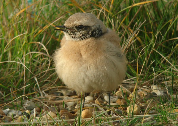 Desert Wheatear