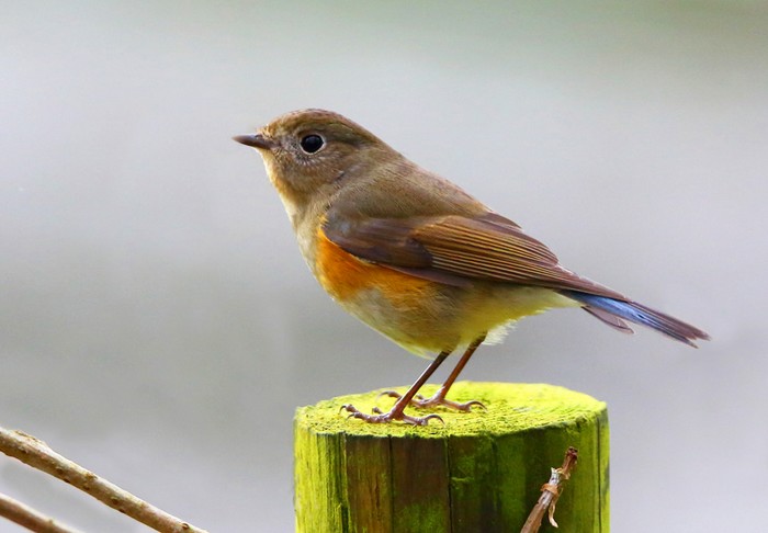 Red-flanked Bluetail