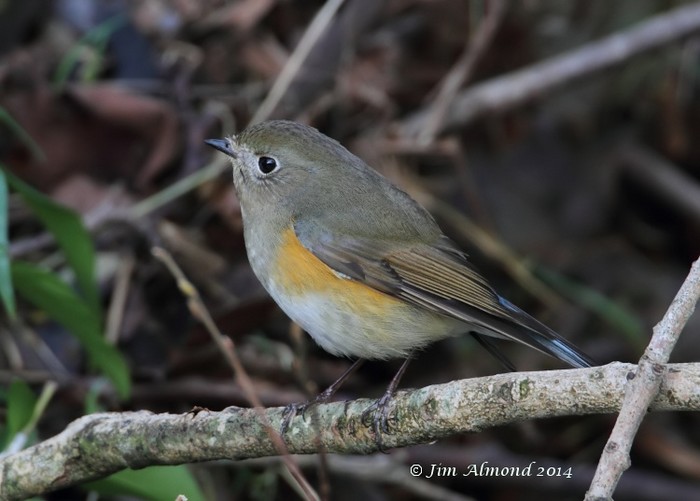 Red-flanked Bluetail