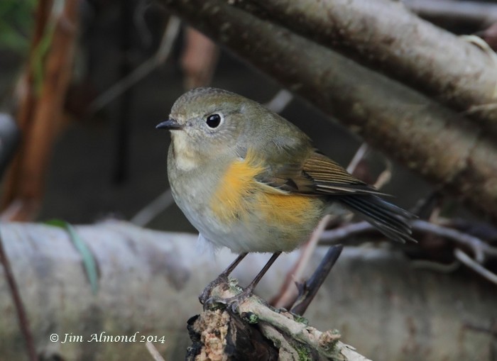 Red-flanked Bluetail
