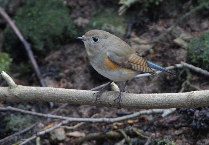 Red-flanked Bluetail