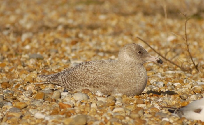 Glaucous Gull